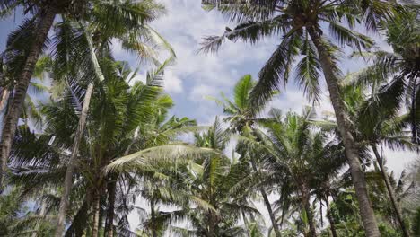 slow motion shoot of palm plantation with tropical texture background