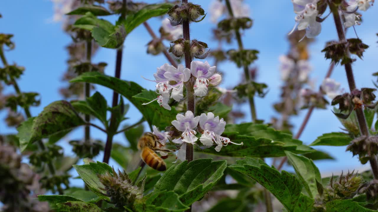 Australian Bee Collecting Nectar And Pollen Of Flowers - Close Up
