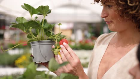 young female touching fresh strawberry plant at greenhouse nursery