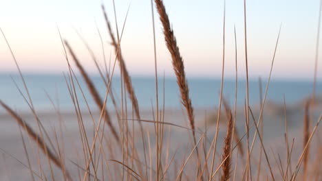 Hohes-Sandgras-Weht-Im-Wind-Vor-Der-Bokeh-Strandkulisse