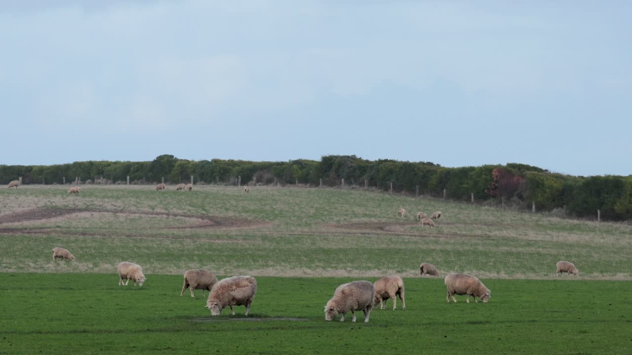 Pecore che pascolano tranquillamente in un campo verde