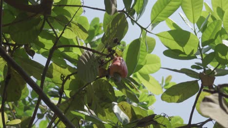 a big cashew tree green leaves red fruit