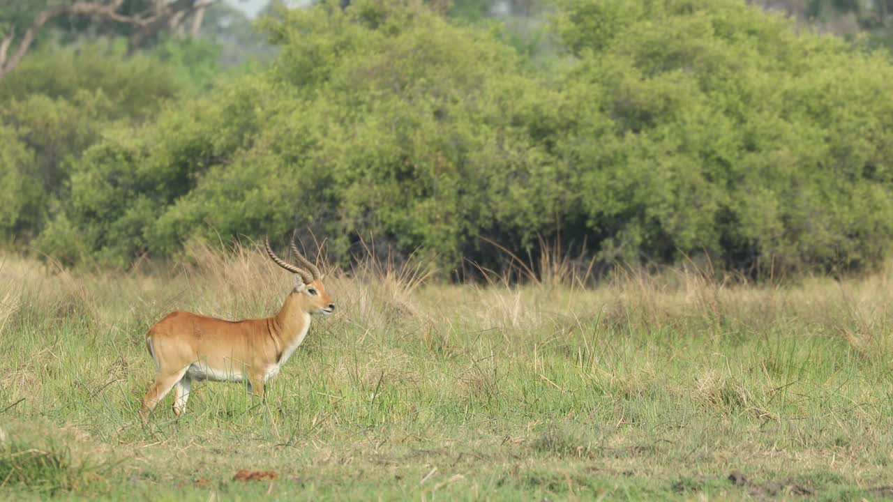 plano general de un macho lechwe parado en el paisaje verde de khwai botswana girando su cabeza hacia la cámara