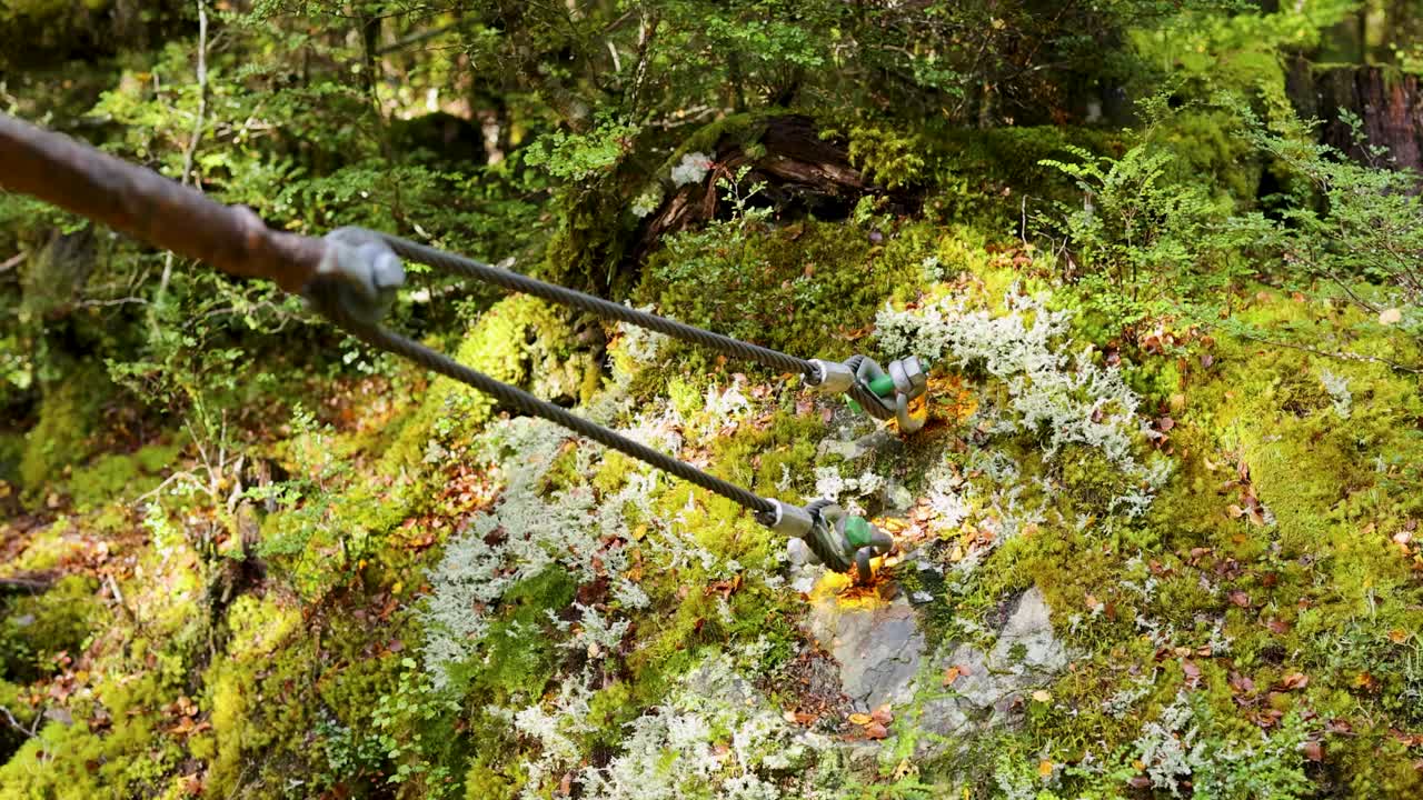 Camera tracks along suspension bridge cable, shifting focus through mossy temperate rainforest, natural daylight