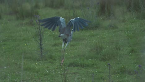 Grey-Heron-standing-on-rock-takes-flight