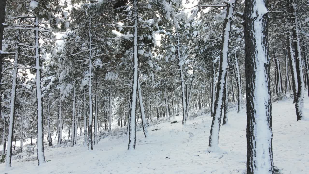 눈 덮인 얼어붙은 나무