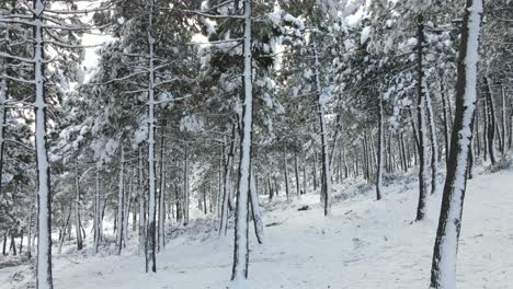 árboles congelados cubiertos de nieve