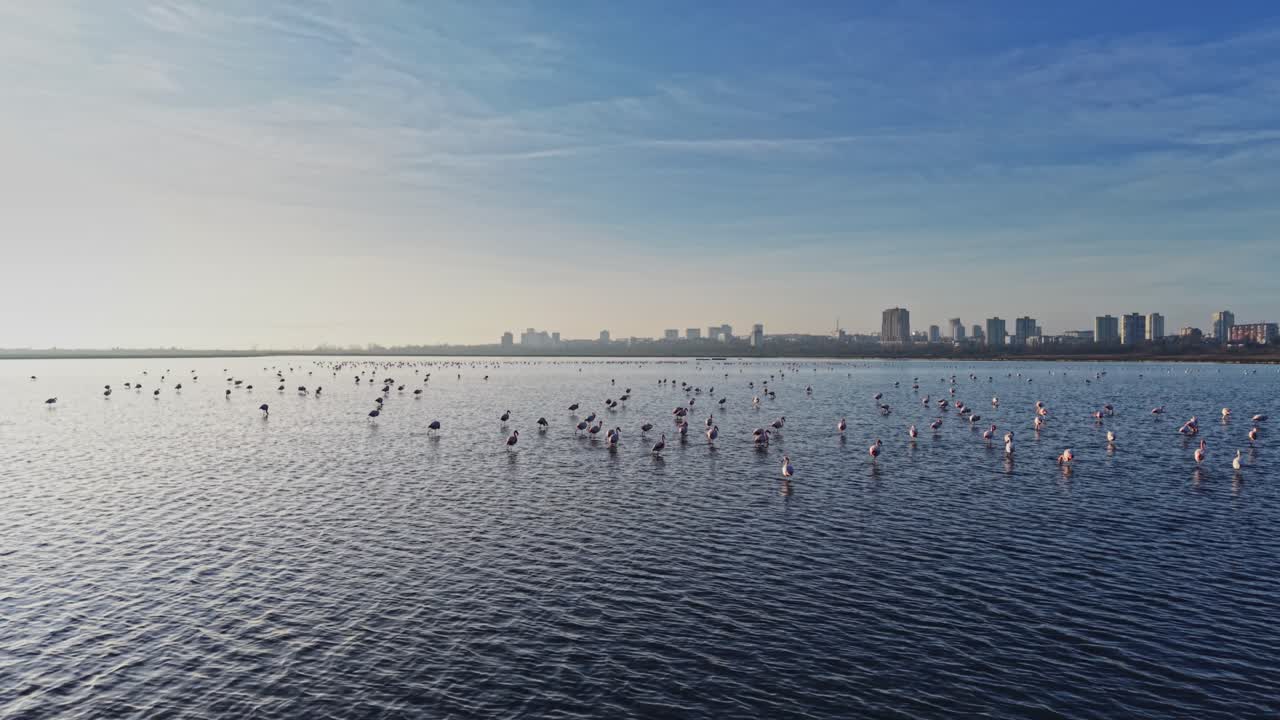 Flamingos gather by the water in the city skyline during daylight