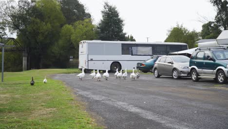 A-gaggle-of-ten-white-geese-walking-around-in-a-caravan-park