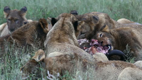 close-up of a pride of lions feeding on large prey in the wild