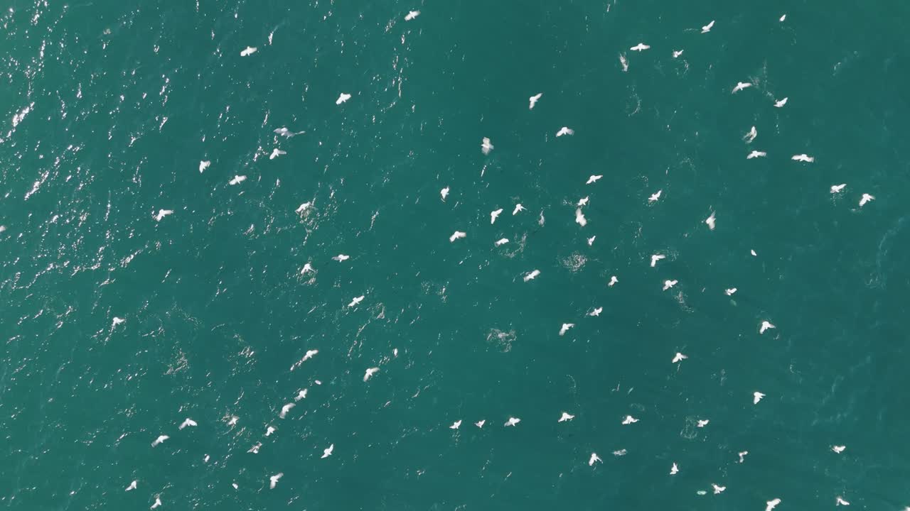 Aerial view of birds flying over the sea