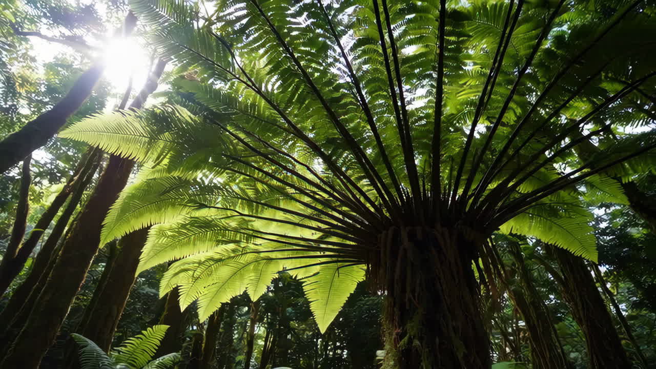 Giant Fern in Tropical Forest