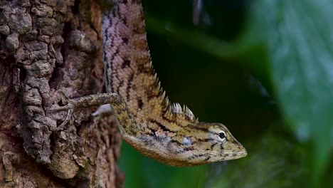 The-Oriental-Garden-Lizard-is-also-called-the-Eastern-Garden-Lizard,-Bloodsucker-and-Changeable-Lizard