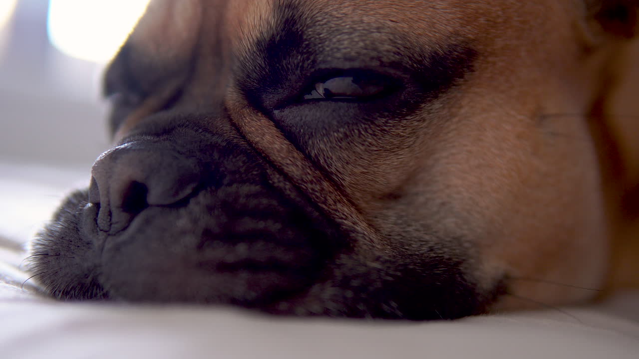 Close-up da cabeça de um buldogue francês sonolento