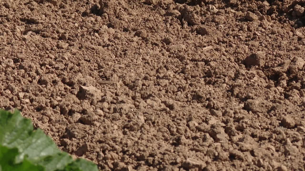 Zucchini plants growing in soil