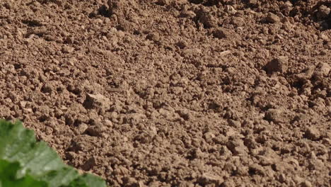 zucchini plants growing in soil