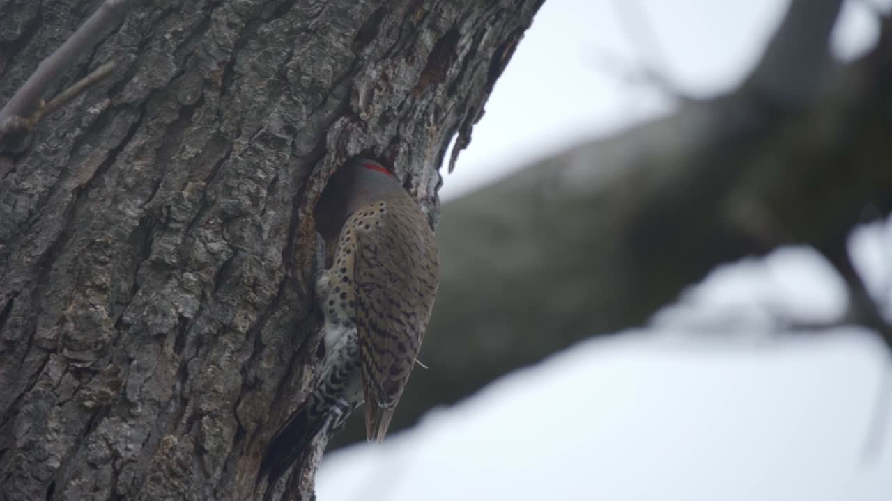primer plano en cámara lenta de un pájaro parpadeo del norte entrando en una cavidad de nido de árbol hueco