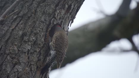 slow motion closeup of a northern flicker bird entering a hollow tree nest cavity