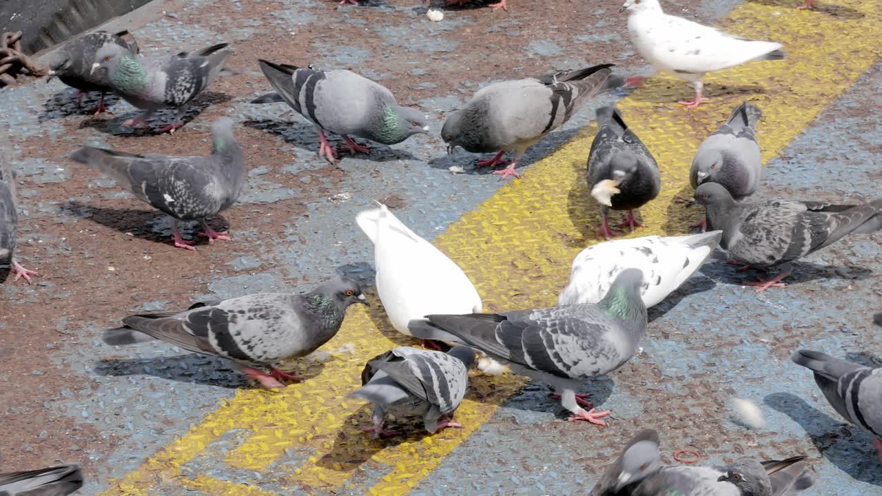 Piccioni affamati che mangiano pane per strada, piccioni che si cibano