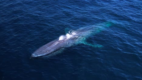 Blue-Whales-spouts-a-rainbow-as-it-flukes-into-the-deep-blue-Pacific-Ocean-near-Dana-Point,-California