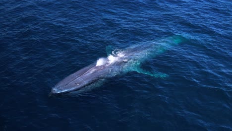 las ballenas azules arrojan un arco iris mientras se deslizan en el profundo océano pacífico azul cerca de dana point, california