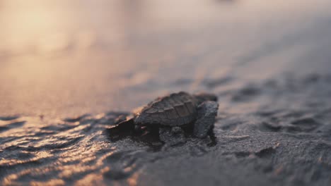 baby turtle struggling to reach ocean, cinematic close up view