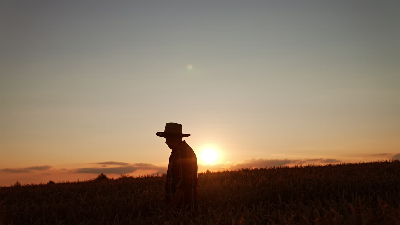 Dark male silhouette in a hat walking through the farmland at sunset. Skilled farmer looking at his field.