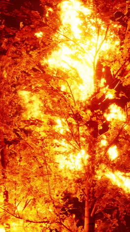 a tree burning in a forest fire at night