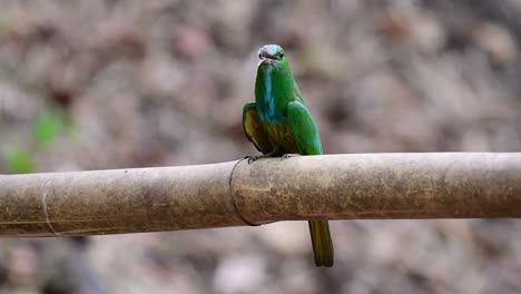 the blue-bearded bee-eater is found in the malayan peninsula including thailand at particular forest clearings