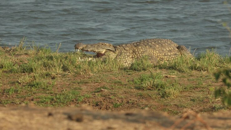 Un grande coccodrillo del Nilo che prende il sole con la bocca spalancata nell'erba lungo il fiume, Riserva di caccia di Mashatu.