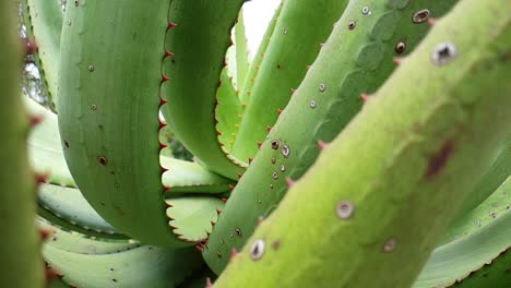 Planta-Sudafricana-De-Aloe-Ferox-Con-Hojas-De-Color-Verde-Esmeralda-Y-Espinas-Rojas-En-Los-Bordes,-Hermosa-Textura-Verde-Natural-Y-Patrones-A-Medida-Que-La-Cámara-Se-Mueve-En-Cámara-Lenta