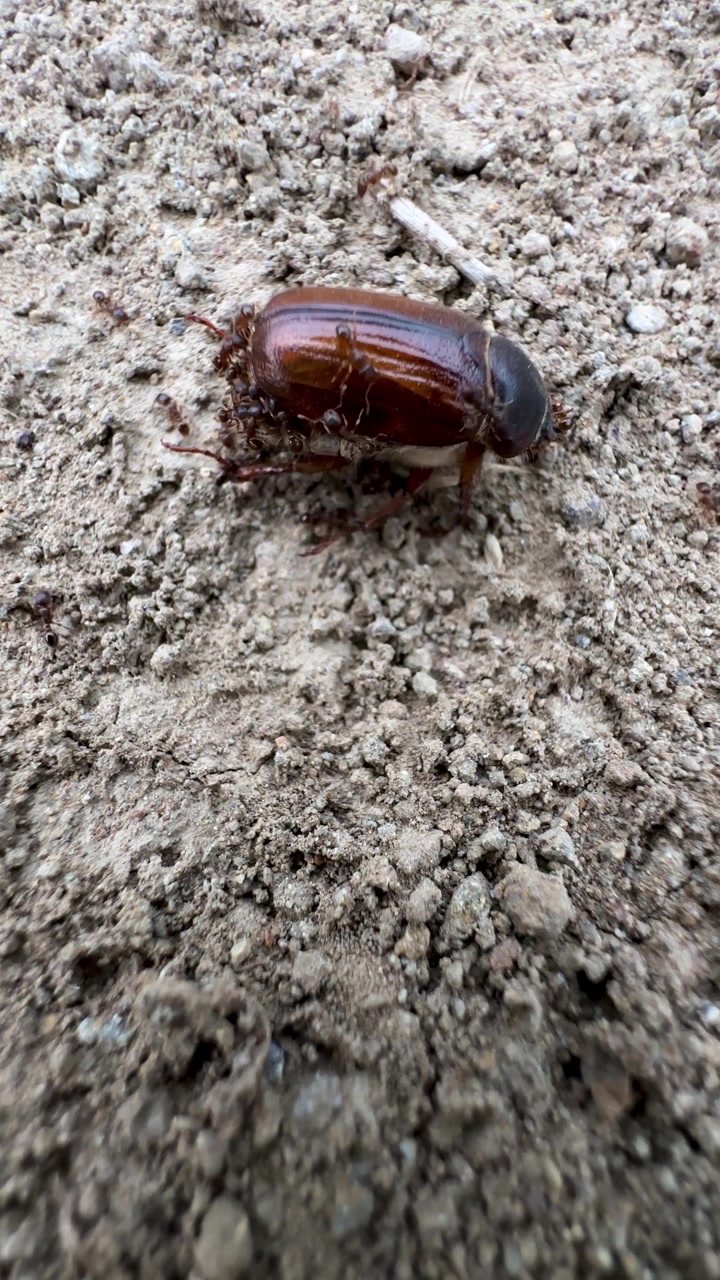 Brown polished insect beetle shield wing eaten by ants soil Caucasus highland mountain wildlife closeup teamwork of swarm shell in forest wilderness survival macro entomology predation decomposition