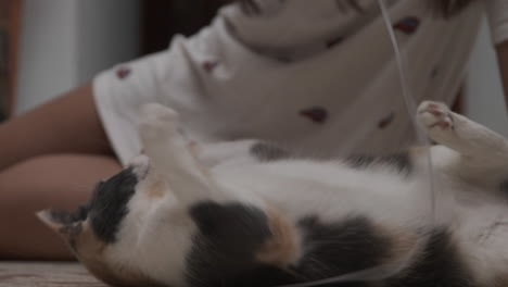 playful calico cat interacting with owner indoors