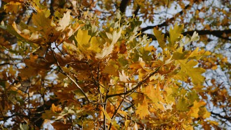 Western-Park-Golden-Leaves-through-the-trees,-Autumn-Season,-University-of-Sheffield-Campus,-Sheffield,-South-Yorkshire,-UK