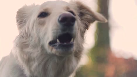 white dog barking aggressively at the camera