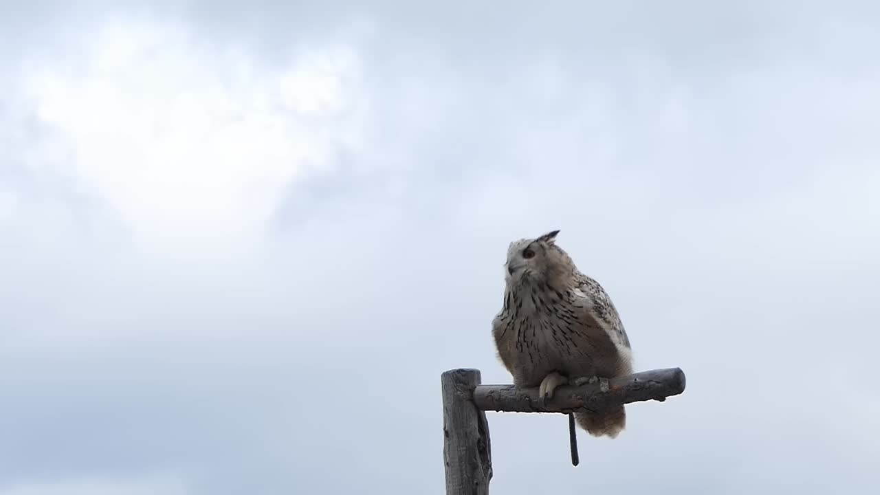 Un gufo reale si posa su un ramo e poi vola via al rallentatore a 120fps