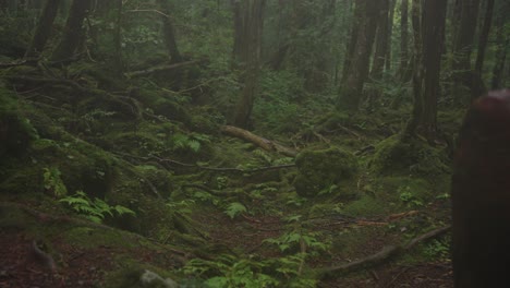 misty haunted forest of aokigahara in the rain, japan