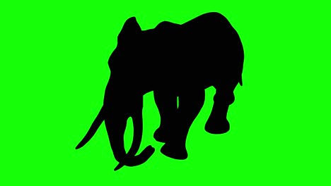 A-silhouette-of-an-elephant-walking-on-green-screen,-perspective-view