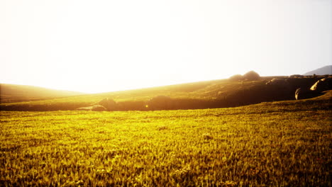 golden sunset meadow landscape