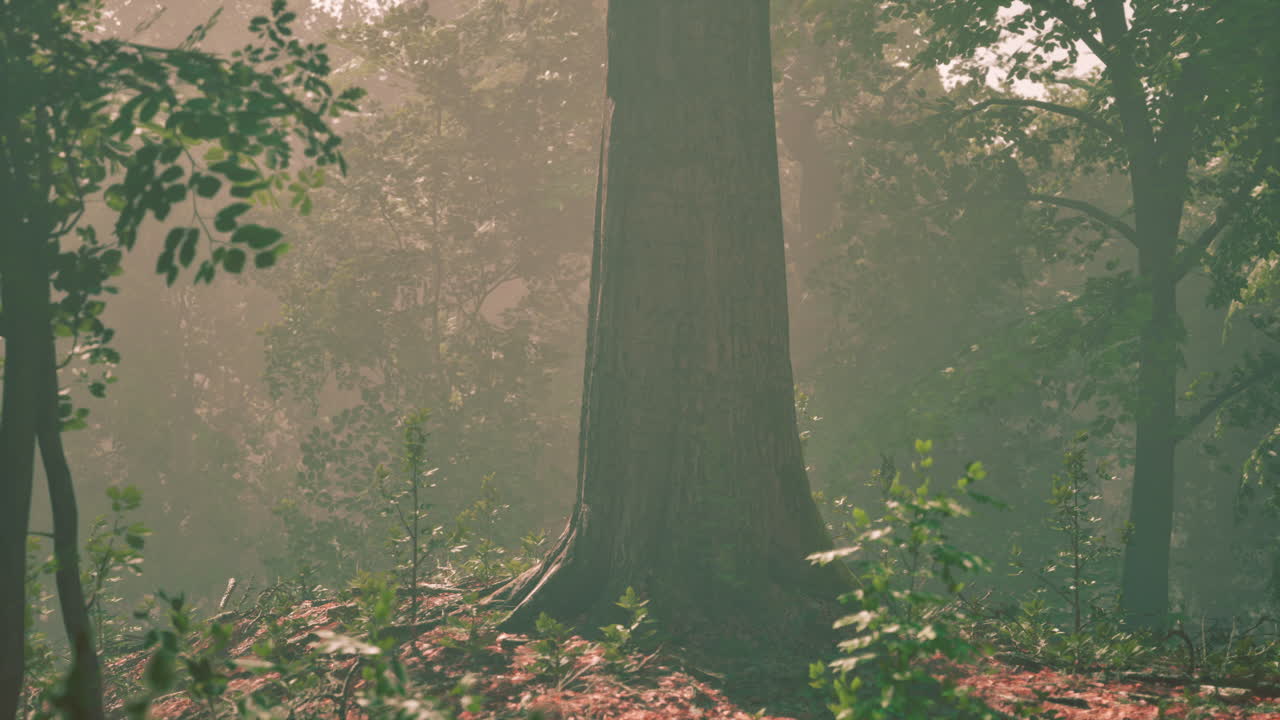 안개를 통해  ⁇ 빛으로 조명된 나무의 숲