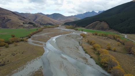 Aerial-view-of-braided-river-flowing-out-of-mountains-lined-with-willows-in-Autumn