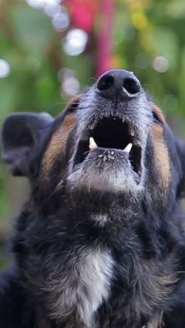 dog looking up