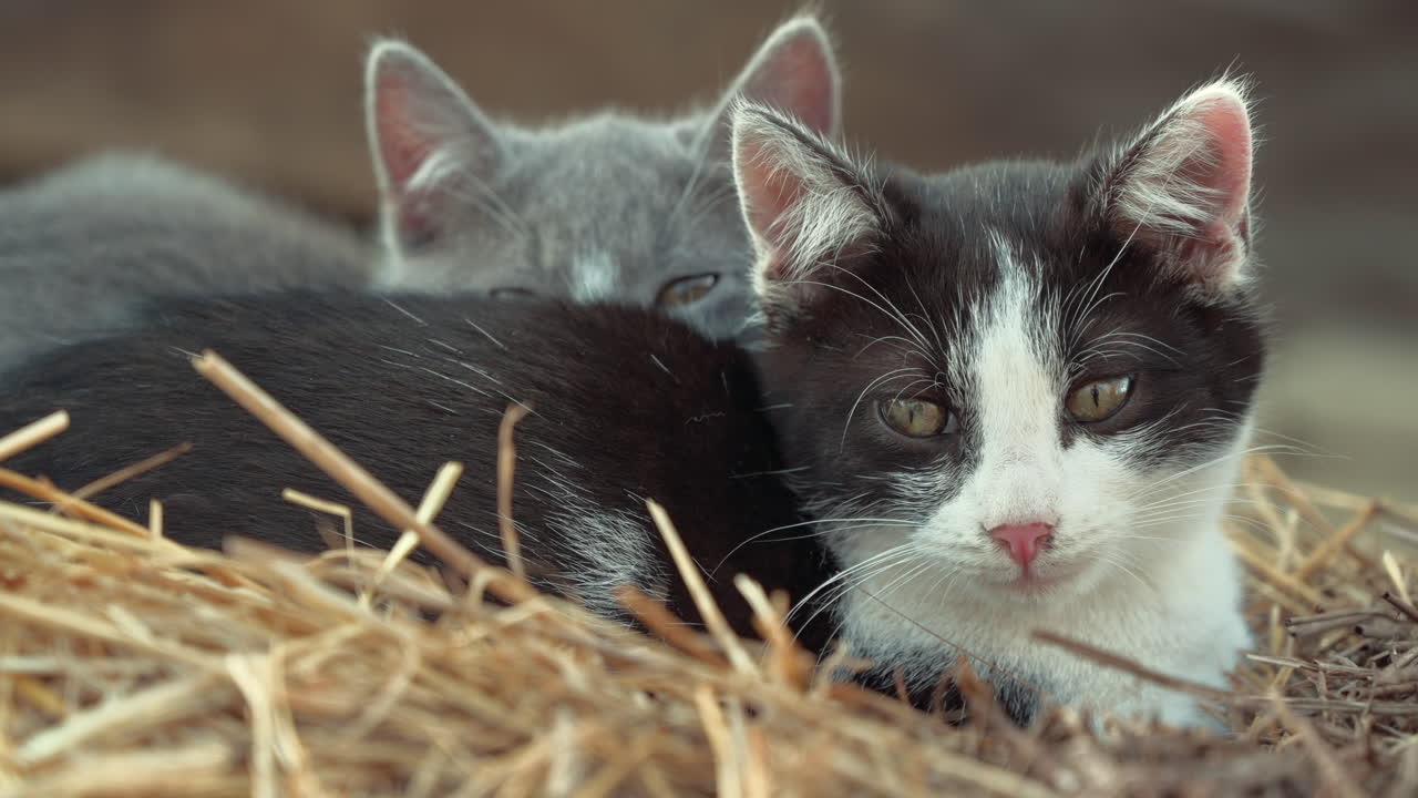 Schwarze und silberne Katzen liegen im Winter im Heu