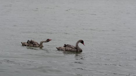 Australische-Black-Swan-Cygnets-Schwimmen-In-Zeitlupe