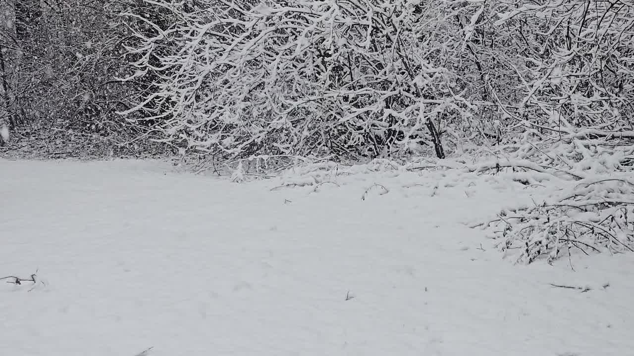 Extreme heavy snow falling in park with trees in winter. Beautiful snow winter landscape