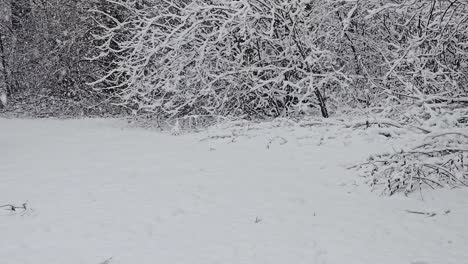 extreme heavy snow falling in park with trees in winter. beautiful snow winter landscape