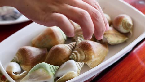 hands arranging conch shells on a tray