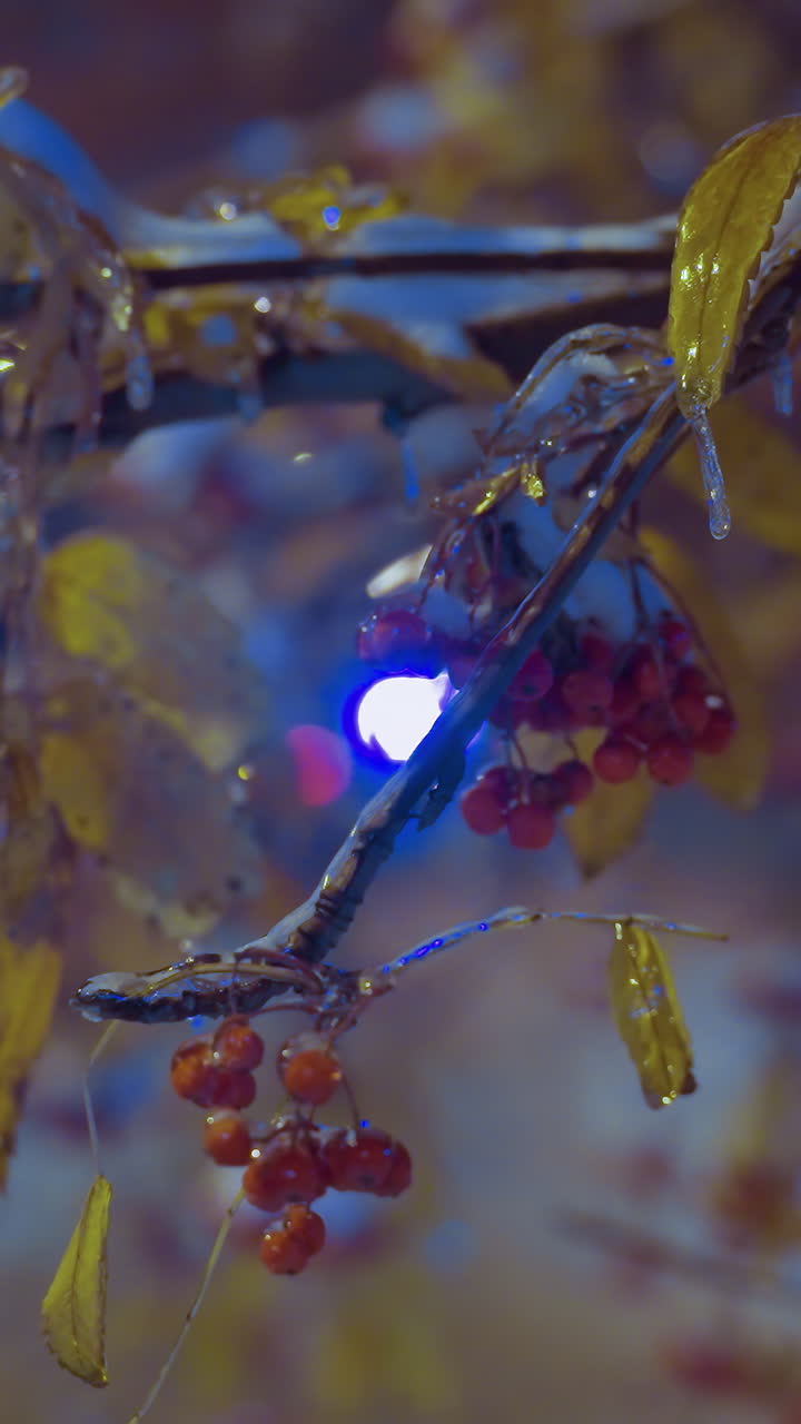 Primo piano di un ramo d'albero con bacche e foglie autunnali, illuminato da una luce dorata sotto un cielo blu intenso, con un'auto di passaggio e un edificio residenziale sullo sfondo.