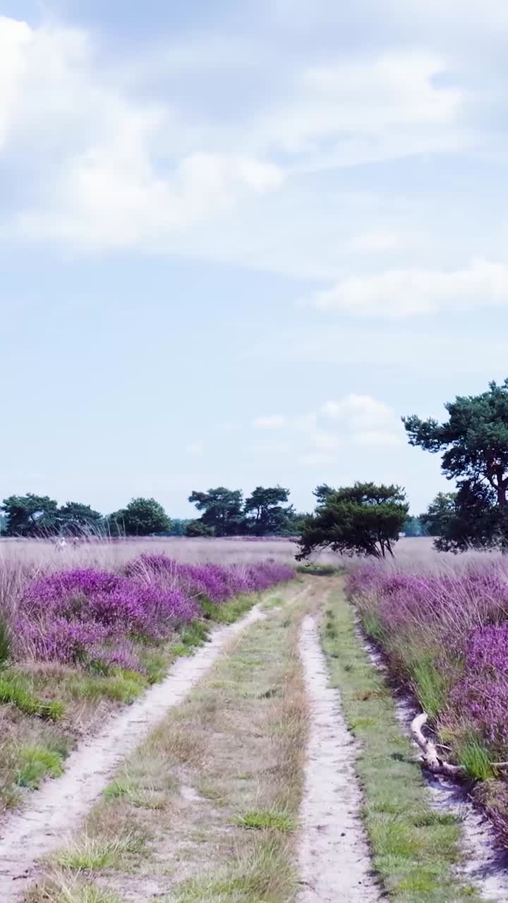 A scenic dirt path winding through a vibrant purple heather field