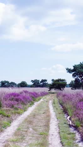 a scenic dirt path winding through a vibrant purple heather field